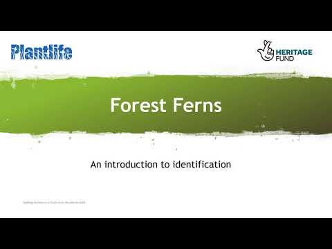 Forest Ferns: An introduction to identification