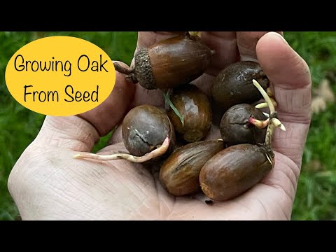 Growing Oak Trees from Acorns - Easiest Method