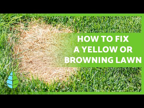 Why is my GRASS turning YELLOW? 🌱🟡 (Causes and Solutions)