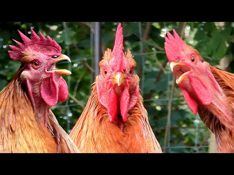 Big roosters crowing compilation - 100 rooster crowing in the morning