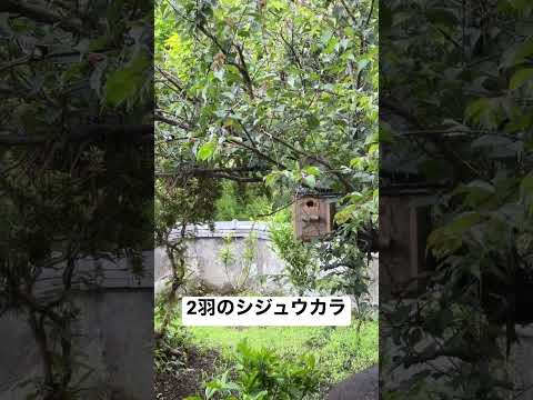シジュウカラの巣箱をどこに置くか、飼いならされる、なぜ餌が来ないのか