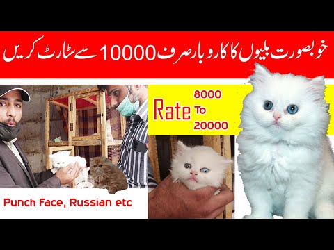 Beautiful Cats Ka Business Krien Wo Bhi Sirf 10000 Mien  Oor hzaroon Kmaien --Part Time Business