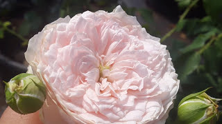 Türkiye'nin İlk Yerli Gül Çeşitlerinin Geliştirilmesi / Ağaç ve Peyzaj