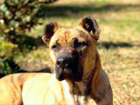 Cimarrones Klan - Cimarron De Por Vida