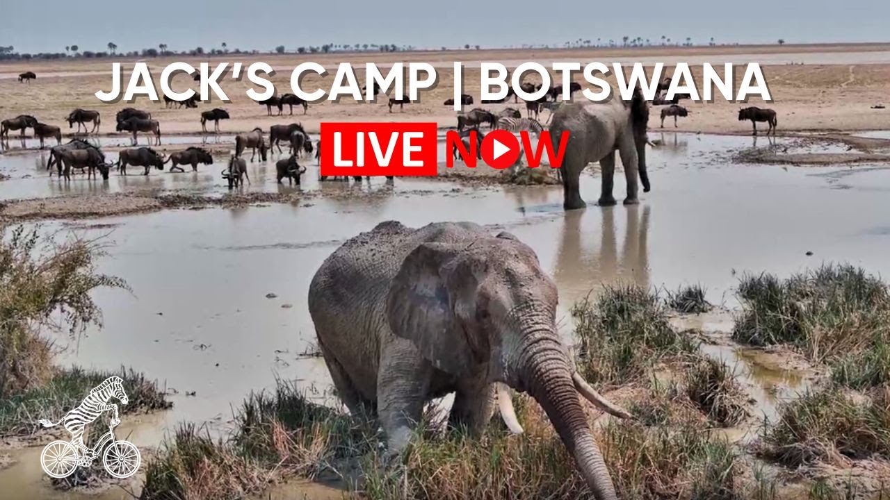 Live from Jack’s Camp | Kalahari Waterhole Cam - Elephants, Lions & More