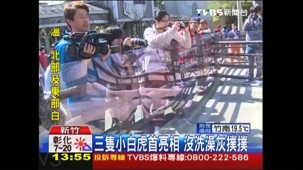3隻小白虎亮相!萌主怕生 窩一起