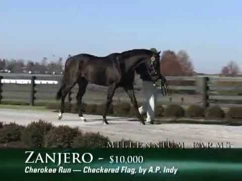 ZANJERO   ( Cherokee Run-Checkered Flag by AP Indy )