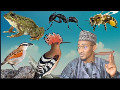 , title : 'To Jama'ah Sai Akiyaye Ga Nau'in Dabbobin Da Ba'a Kαshewa - Sheikh Bashir Ahmad Sani Sokoto'
