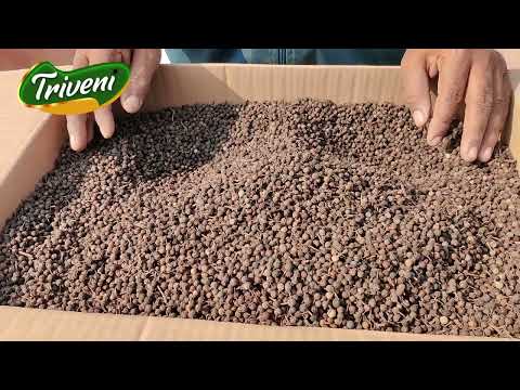 CUBEB - Java pepper / Tailed pepper / Sheetal chini / Kebab chini