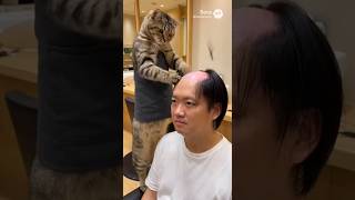 猫の美容室、安心して任せた結果