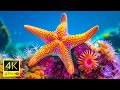 Tranquil Oasis: Aquarium 4K Ultra HD - Beauty of Coral Reef Fish with Soothing Meditation Sounds