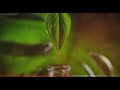 The Magic Of Chinese Medicine Navel Oil Therapy HealingOils
