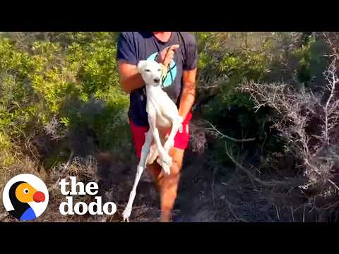 Skeleton Dog Found In The Middle of Nowhere Is All Love | The Dodo