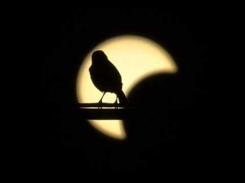 Bora Dugić ~ Mesečina