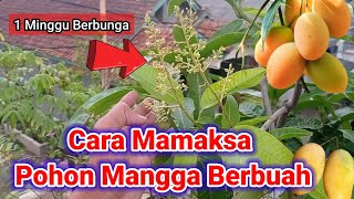 Download lagu Cara Memaksa Pohon Mangga Berbuah mp3 Download lagu Cara Memaksa Pohon Mangga Berbuah mp3