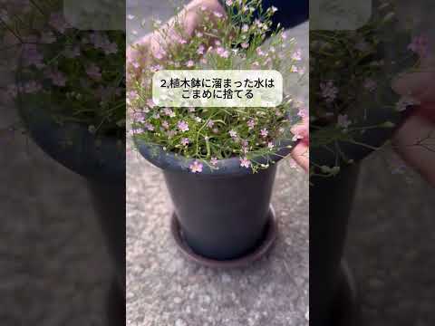 蚊に対する 10 のヒント ライフスタイル