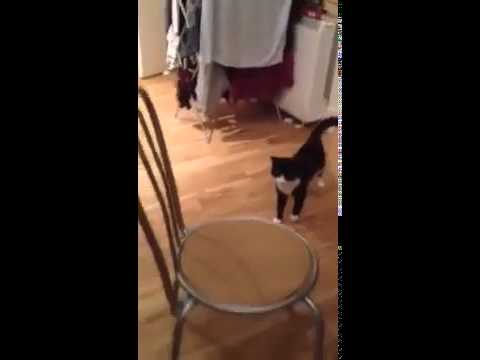 Video de senzație! Pisica asta nu-i normală!