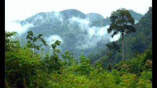 Chari Chari - Flow Dub Outta Borneo