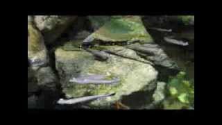 preview picture of video 'Four-eyed fish at Skansen Aquarium'