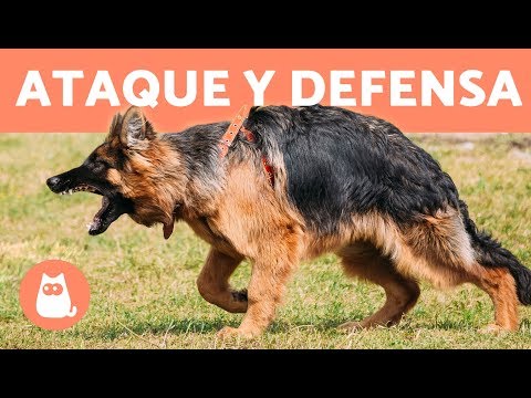 Dog training in attack and defense