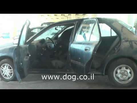 Beauceron in training 8 months old, trainer and handler Amnon Ben Izhak