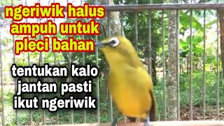 Download lagu pleci pacitan ngeriwik  pancingan buat pleci bahan agar cepat ngeriwik mp3