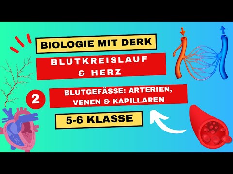 Blutkreislauf & Herz | 2 | Blutgefäße: Arterien, Venen & Kapillaren | 5 & 6 Klasse