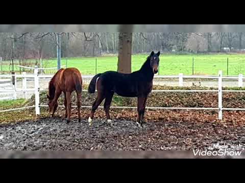 die Kleinen Bon Courage und Despacito