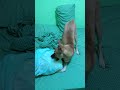 Naughty Dog Playing With The Pillow After 15 Days Of Neutered