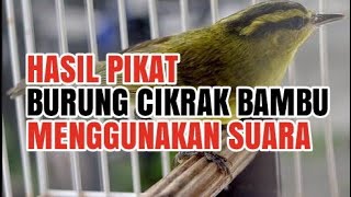 Download lagu SUARA KHUSUS PIKAT BURUNG CIKRAK BAMBU TERBARU mp3