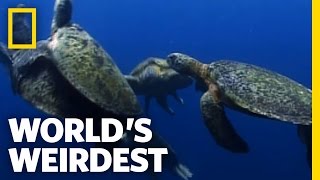 Sea Turtle Mating Melee | World