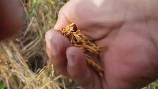 Download lagu Pesta Panen Iwan Fals mp3