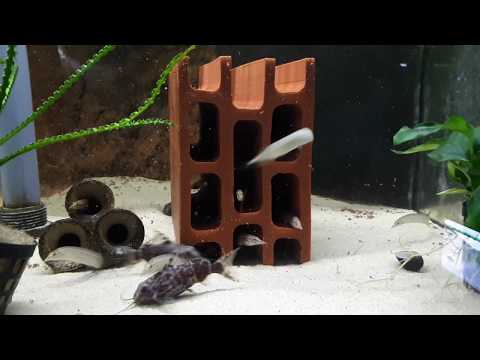 Aqua-Tropica "Das Original" - Ziegelstein Welshöhle, Zuchthöhle