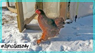 Our Flock In The Snow | Nominate The Most Exotic Chicken Breeds