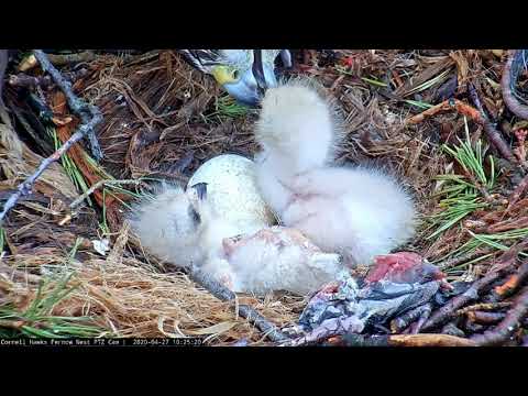 Nestling Fed While On Its Back After Siblings Wrestle In The #CornellHawks Nest – April 27, 2020