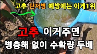 고추 장마에 이거! 안해주면 탄저병! 오고 폭망!합니다! #고추재배 #고추키우기 #고추탄저병예방 #고추칼라병…