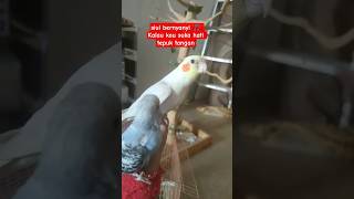 Download lagu parkit australia #falk #cockatiel #parkitaustrali #parkit #shorts #fyp #talkingbirds #burung #viral mp3