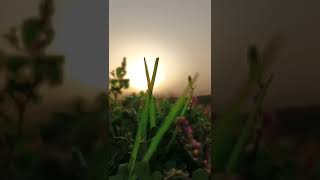 Download lagu Sunrise Between Flowers In Nature... mp3 Download lagu Sunrise Between Flowers In Nature... mp3