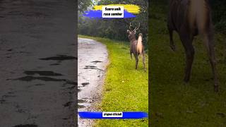 Download lagu Suara Unik Rusa Sambar #animals #shortvideo #shorts #viralvideo #viralshorts #video mp3