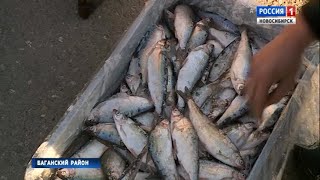 Пелядь где водится в свердловской области