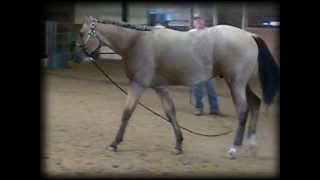 preview picture of video 'SOLD!!!! PS Bringin The Bucks ~ 2011 Buckskin Gelding ~ Aug2012'