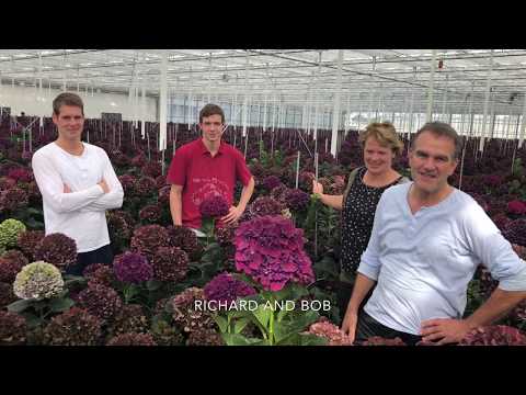 download lagu mp3 mp4 Rose Supreme Hydrangea, download lagu Rose Supreme Hydrangea gratis, unduh video klip Rose Supreme Hydrangea