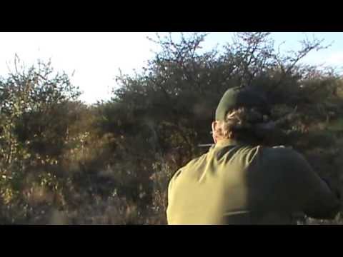 Oryx auf der Pirsch auf der Jagd und Gästefarm Ondombo in Namibia