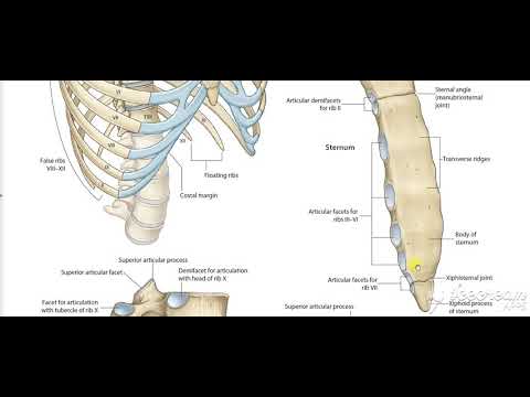 Sternum 2