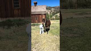 Video 2