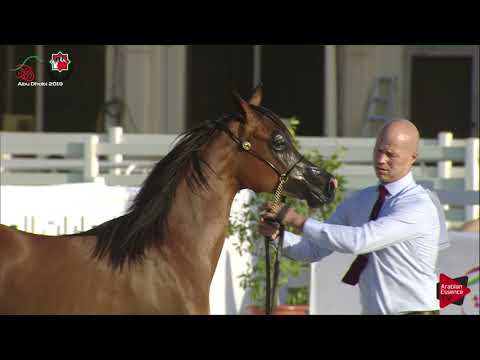 N 52 AL ARYAM DAMAH   UAE Nationals 2019