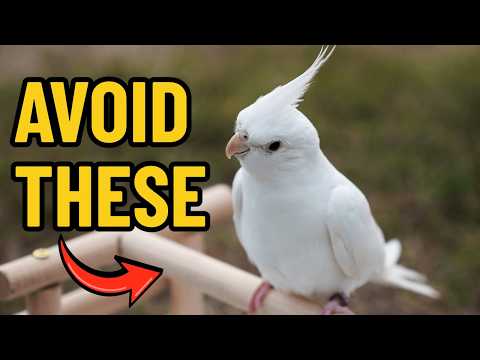 STOP Making These 7 Beginner Cockatiel Care Mistakes