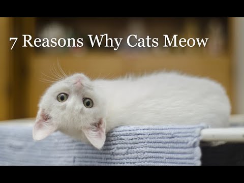 Why Cats Meow