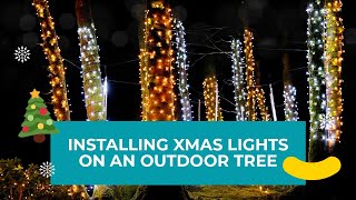 Installing Christmas lights on an outdoor tree