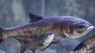The 8 Best Documentaries About Carps